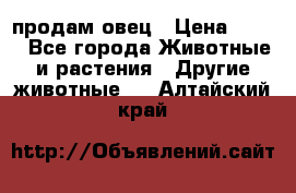  продам овец › Цена ­ 100 - Все города Животные и растения » Другие животные   . Алтайский край